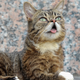Illustration for article titled This Cat Is Dead